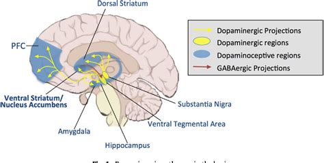 ventral striatum dopamine.